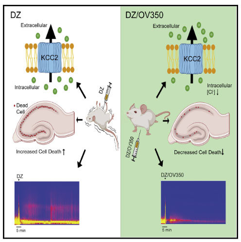 Discovery of direct-acting small molecule activators of KCC2 for drug resistant epilepsy